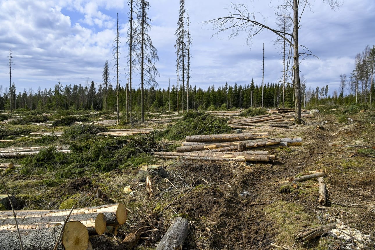 Maatalousmaan, metsätalouden ja muun maankäytön sisältävä maankäyttösektori on aiemmin ollut Suomessa merkittävä nettonielu, mutta ennakkotietojen mukaan sektori tuotti vuonna 2021 enemmän päästöjä kuin sitoi. Arkistokuva. LEHTIKUVA / Markku Ulander