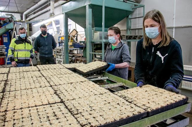 Parhaillaan Mellanå Plantilla kylvetään puunsiemeniä taimilaatikoihin ja ne viedään kasvihuoneeseen taimettumaan. Edessä oikealla isojokelainen työntekijä Marianna Myllyvainio, kristiinalainen Tiina Grannas ja taustalla työnjohtaja Max Ekman ja toimitusjohtaja Rainer Bodman. KUVAT: JORMA HAVULA