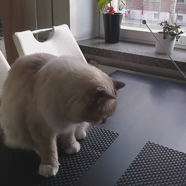 Kissakilpailu: Utelias ragdoll-uros Milo osaa monia temppuja