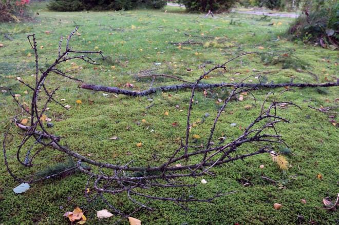 Eilen alkanut puhuri on puhkunut puita kumoon, mutta enimmäkseen vahingot ovat riskuja maassa. KUVA: ANU NAHKALA