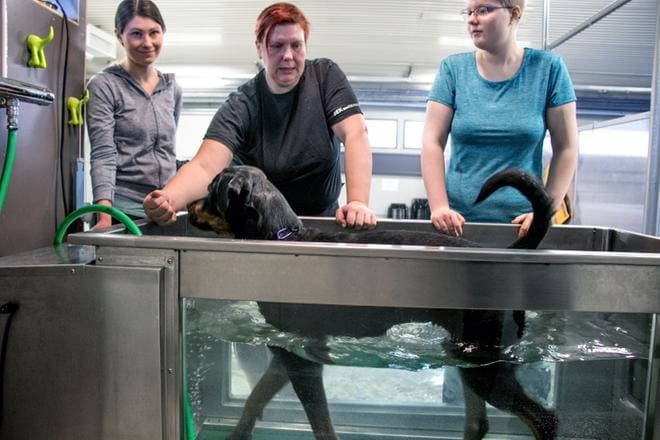 Nivelsideleikkauksesta toipuva rottweiler-narttu Räpsy nostettiin vesijuoksumattoaltaaseen, jossa se askelsi jo aika sujuvasti. Hanna Gkizi, Sanna Yli-Heikkuri ja Irene Mustonen säätelivät maton nopeutta ja rauhoittelivat toipilasta. KUVAT: JORMA HAVULA