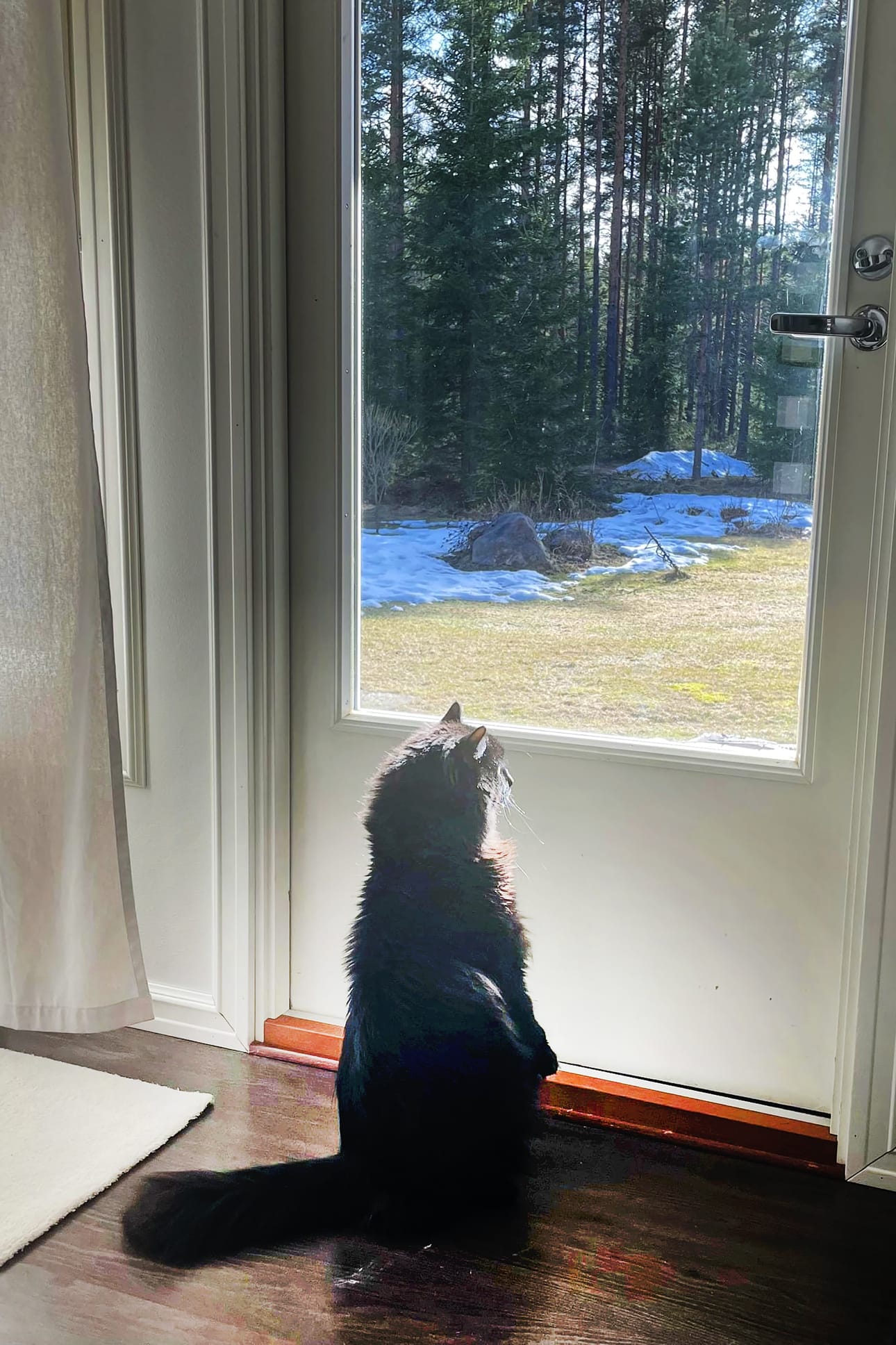 Seitsemänvuotias Höntti-kissa kurkistaa ikkunasta, joko se kevät tulee. Kiitos kuvasta Jasmin Salonen. Lähetä sinäkin lemmikkisi kuva pienen taustatiedon kera joko sovelluksemme kautta tai osoitteeseen toimitus@jarviseutu-lehti.fi.