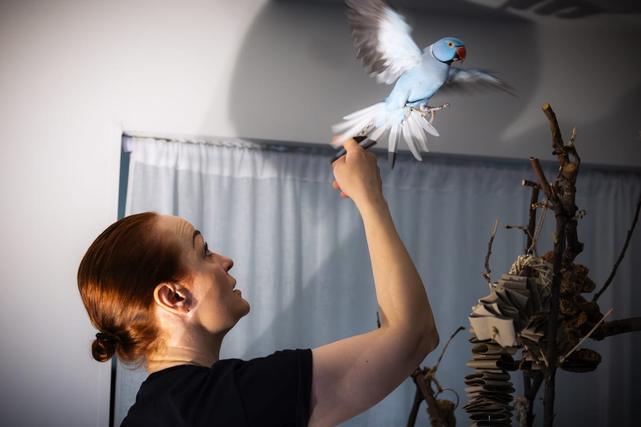 Coucou-papukaija on nyt neljävuotias. Se on lajiltaan kauluskaija, jonka tyypillinen väritys on vihreä. Papukaija asuu vaasalaisen Anniina Honkalan luona.