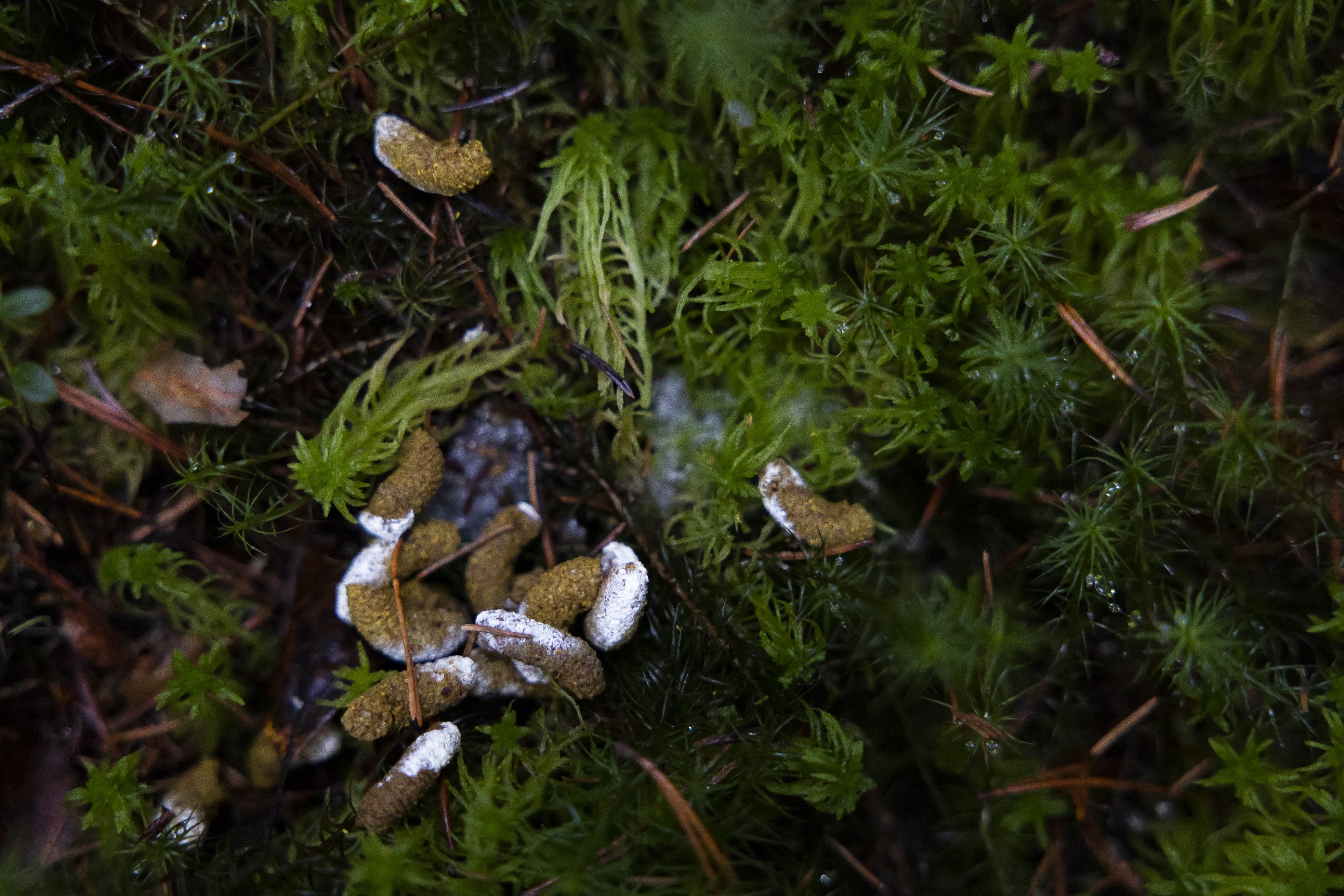 Metsäkanalinnut ovat jättäneet jälkiään.