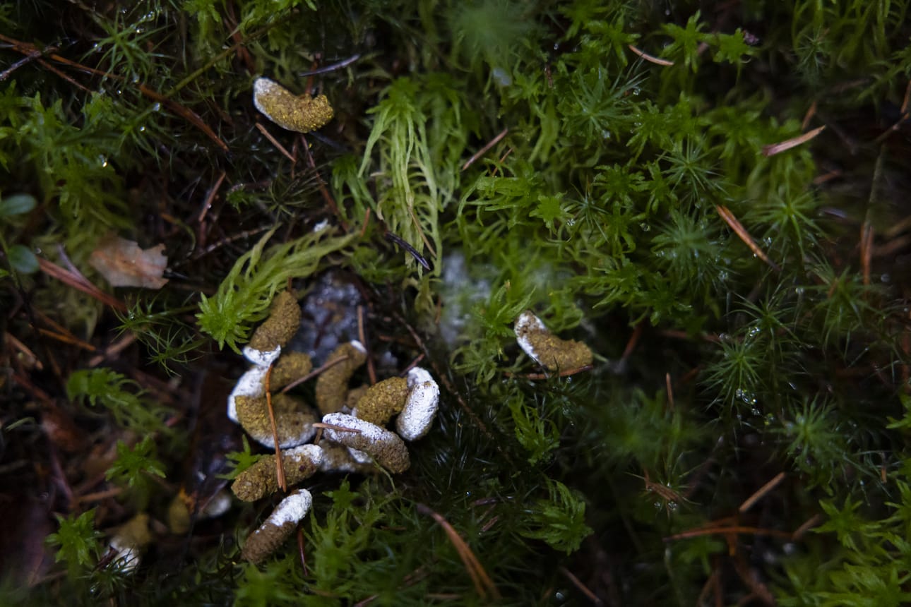 Metsäkanalinnut ovat jättäneet jälkiään.