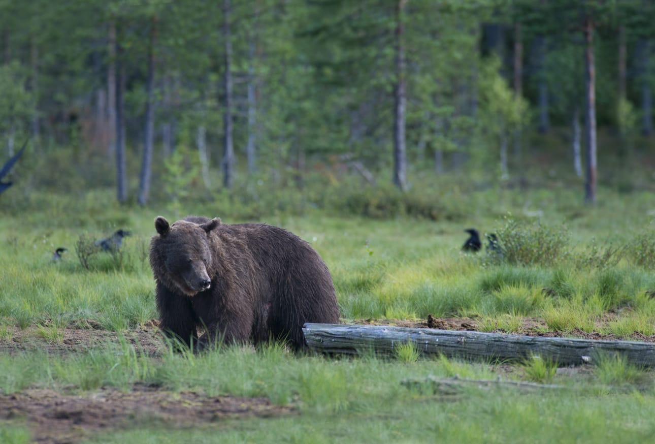 Tällä hetkellä ravinnon käyttäminen houkuttimena on kiellettyä esimerkiksi karhunmetsästyksessä, mutta houkuttimen pitämistä ei ole kielletty.