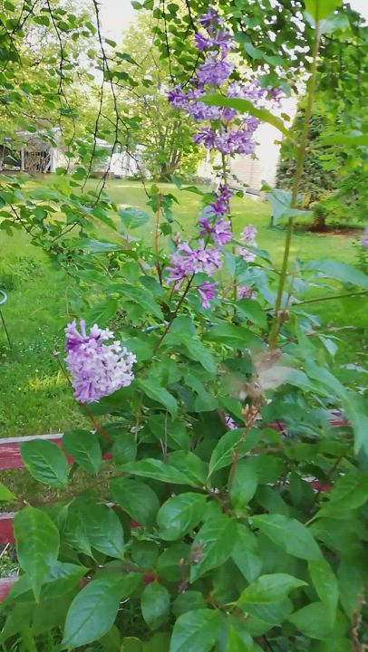 Matarakiitäjä 24.6. Kellon Kiviniemessä. Asiantuntijan tietämän mukaan kesän ensimmäinen havainto Oulun seudulla.