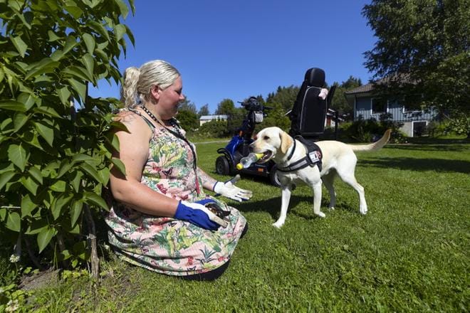 Jenny Jewander pystyy tekemään puutarhatöitä kontallaan. Avustajakoira Jätkä huolehtii työvälineiden ja virvokkeiden tuomisesta. Nimeltä se tuntee jo lapion, haravan, vesipullon ja puhelimen. KUVAT: JARNO PELLINEN