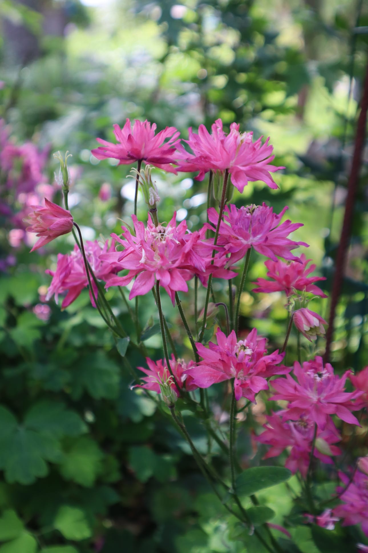 Häggblomin pihalla kukkii Lehtoakileija.