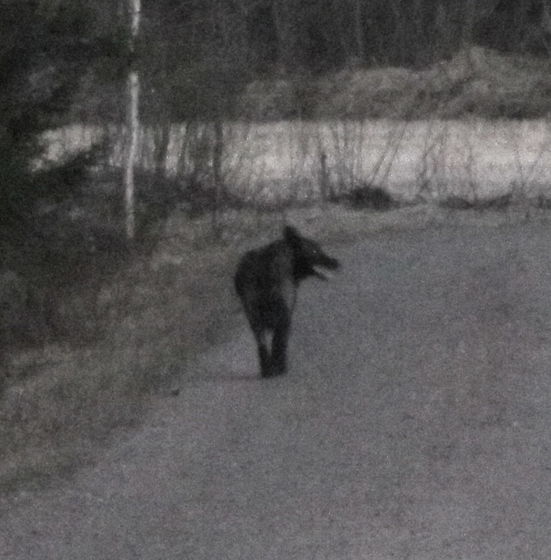 Minna ja Heikki Kilpelänaho havaitsivat suden omalla kotipihallaan kesken MM-jääkiekko-ottelun.  Kuva: Minna Kilpelänaho