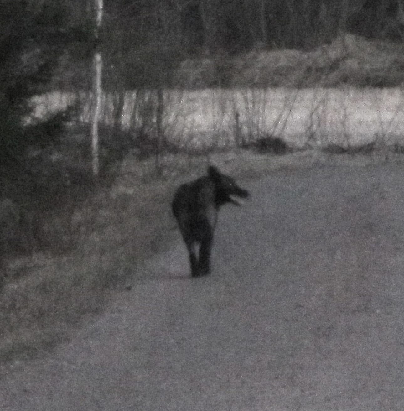 Minna ja Heikki Kilpelänaho havaitsivat suden omalla kotipihallaan kesken MM-jääkiekko-ottelun. Kuva: Minna Kilpelänaho