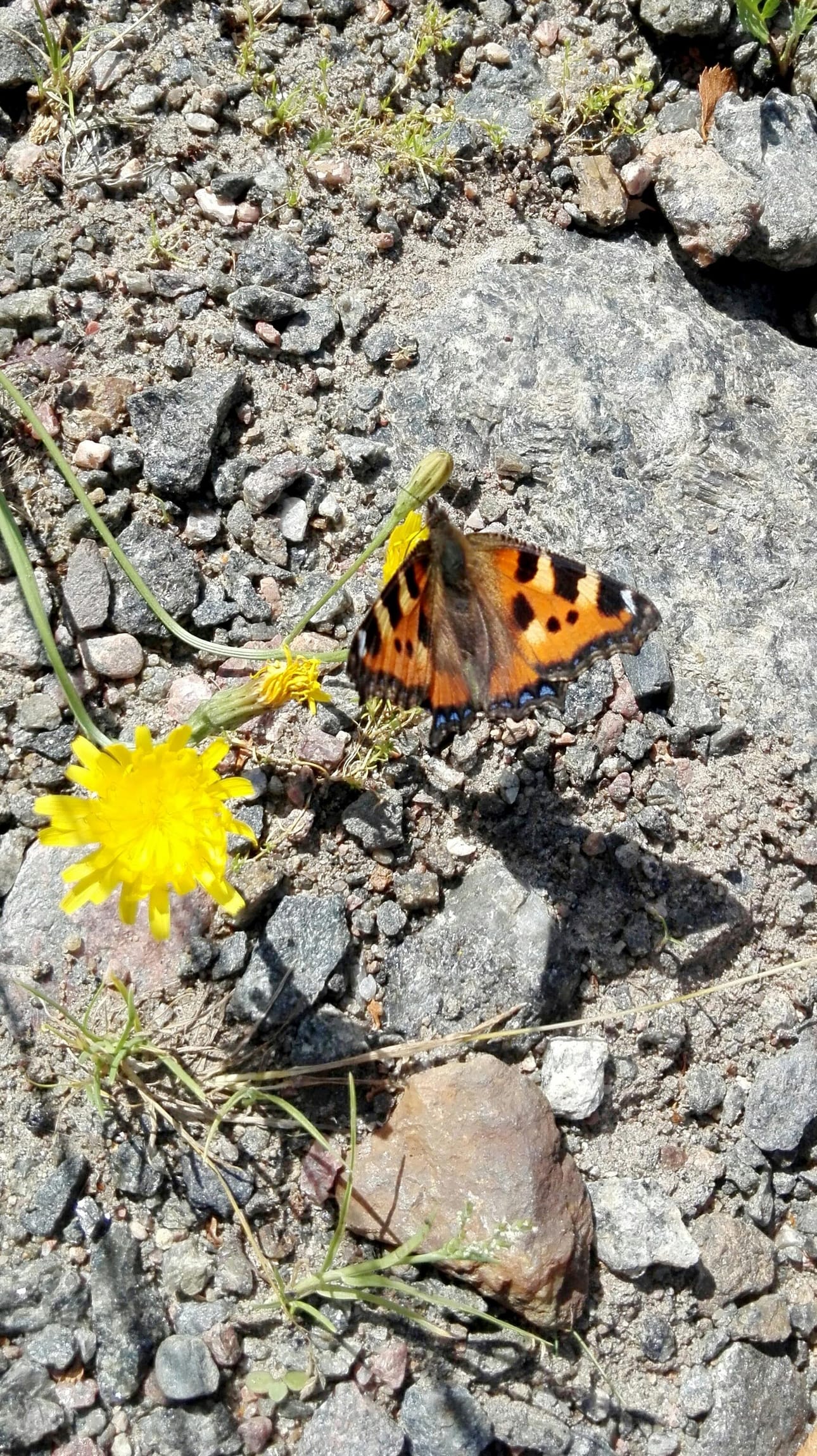 Perhonen kivikolla. Kuva Juho-Antti Lötjönen
