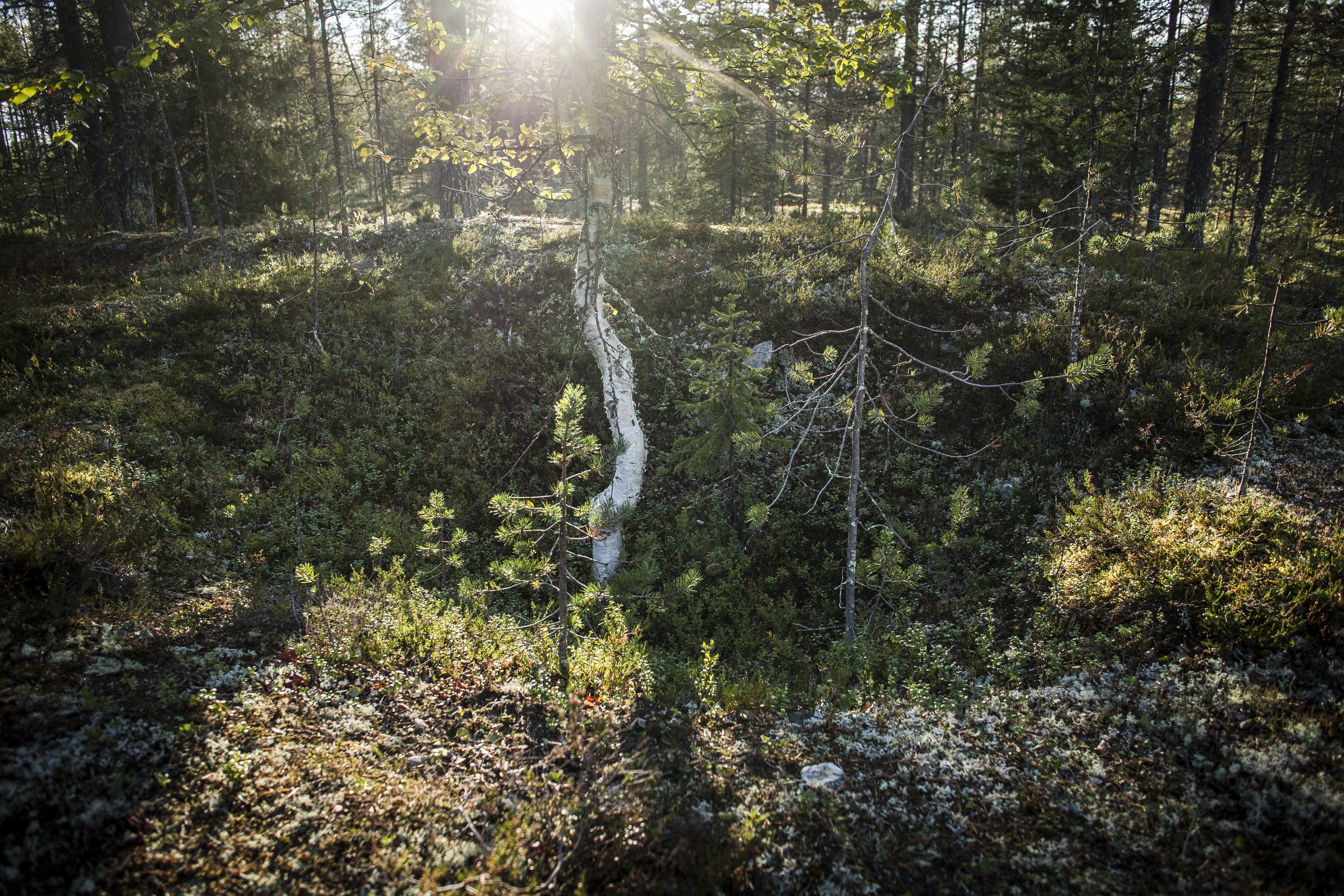 Niesintien vankileiristä näkyy enää vähän. Leirillä kuolleet venäläiset vangit on viety pienestä joukkohaudasta muualle.