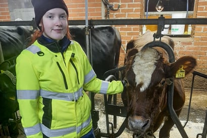 Sankarilehmä Juupas pelasti Marja Okkosen hengen lapsena – Nyt nuori nainen yrittää pelastaa lehmävanhuksen teurasautolta