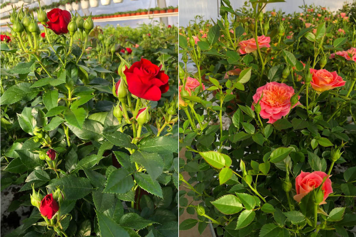 Vanhatalon puutarha kasvattaa kesäkukkansa itse Keminmaassa - Lue Esan ja Leilan vinkit, kuinka varmistat upean kukkaloiston kesäksi