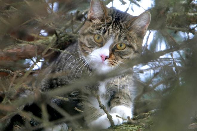 Pelastajiaan säikähtänyt kissa yritti paeta kiipeämällä aina vain korkeammalle puuhun. Kuvan kissa ei liity tapaukseen. Kuvituskuva: Lauri Ponkala