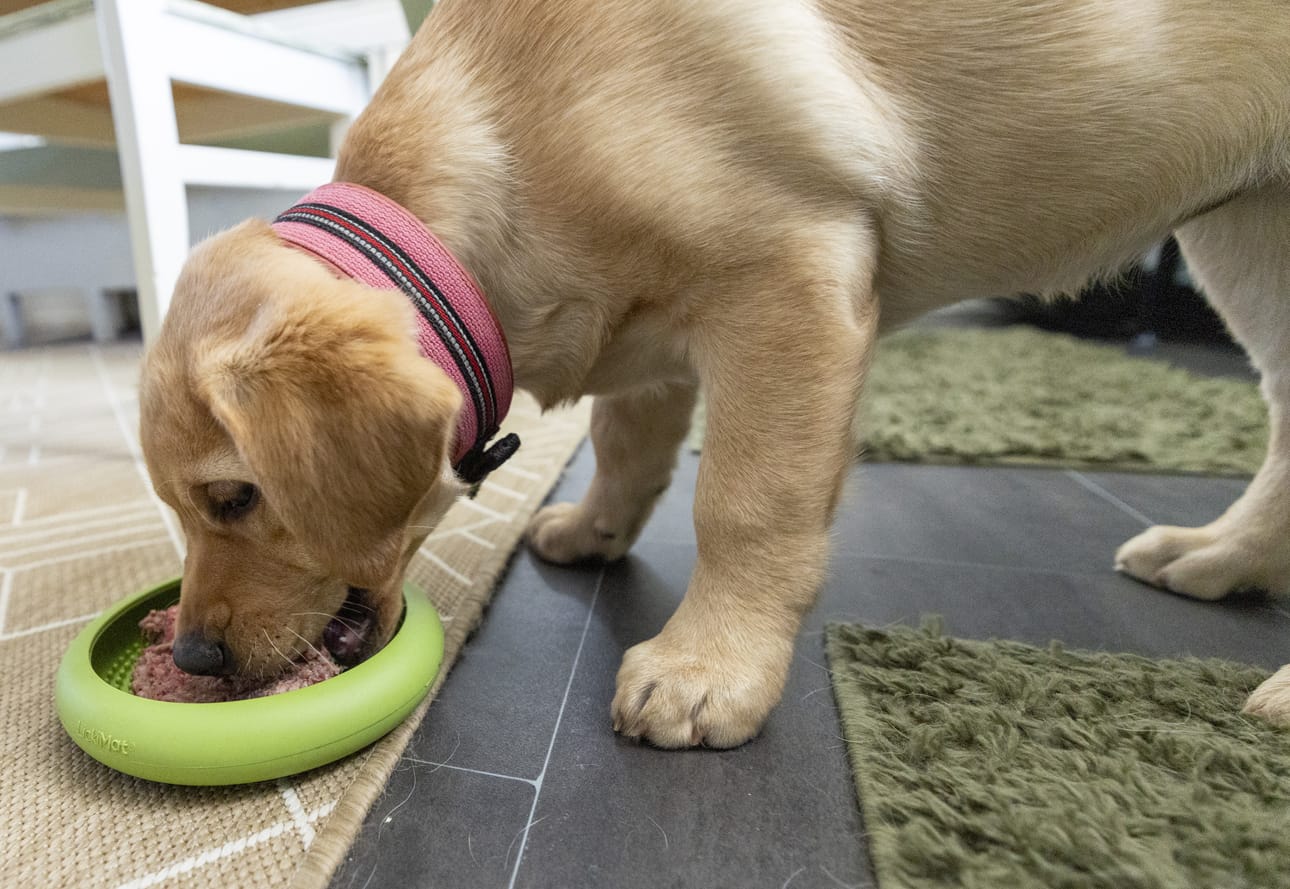 Labradorinnoutajanpentu Rita popsii ateriansa hyvällä ruokahalulla.