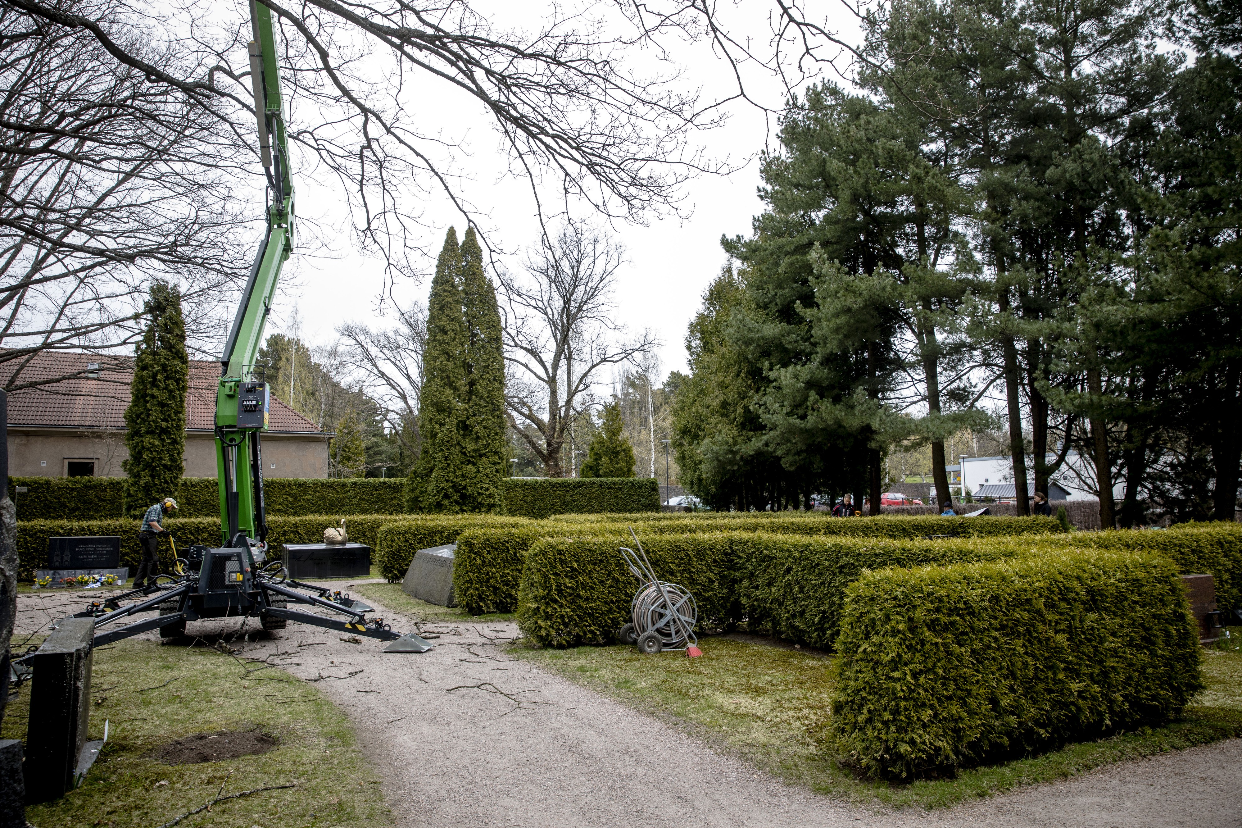 Presidentti Mauno Koiviston tulevan hautapaikan ympäristöä siistittiin Hietaniemen hautausmaalla.