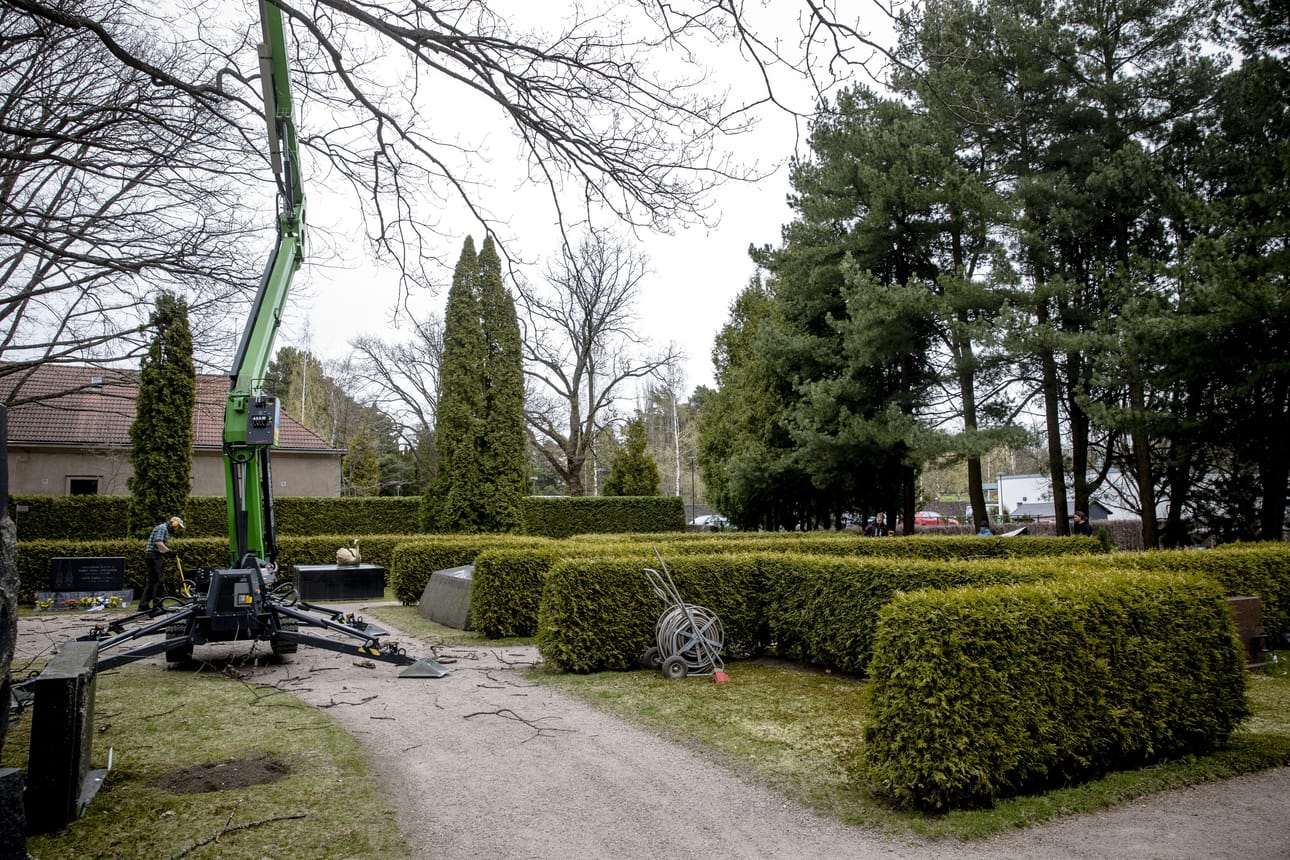 Presidentti Mauno Koiviston tulevan hautapaikan ympäristöä siistittiin Hietaniemen hautausmaalla.