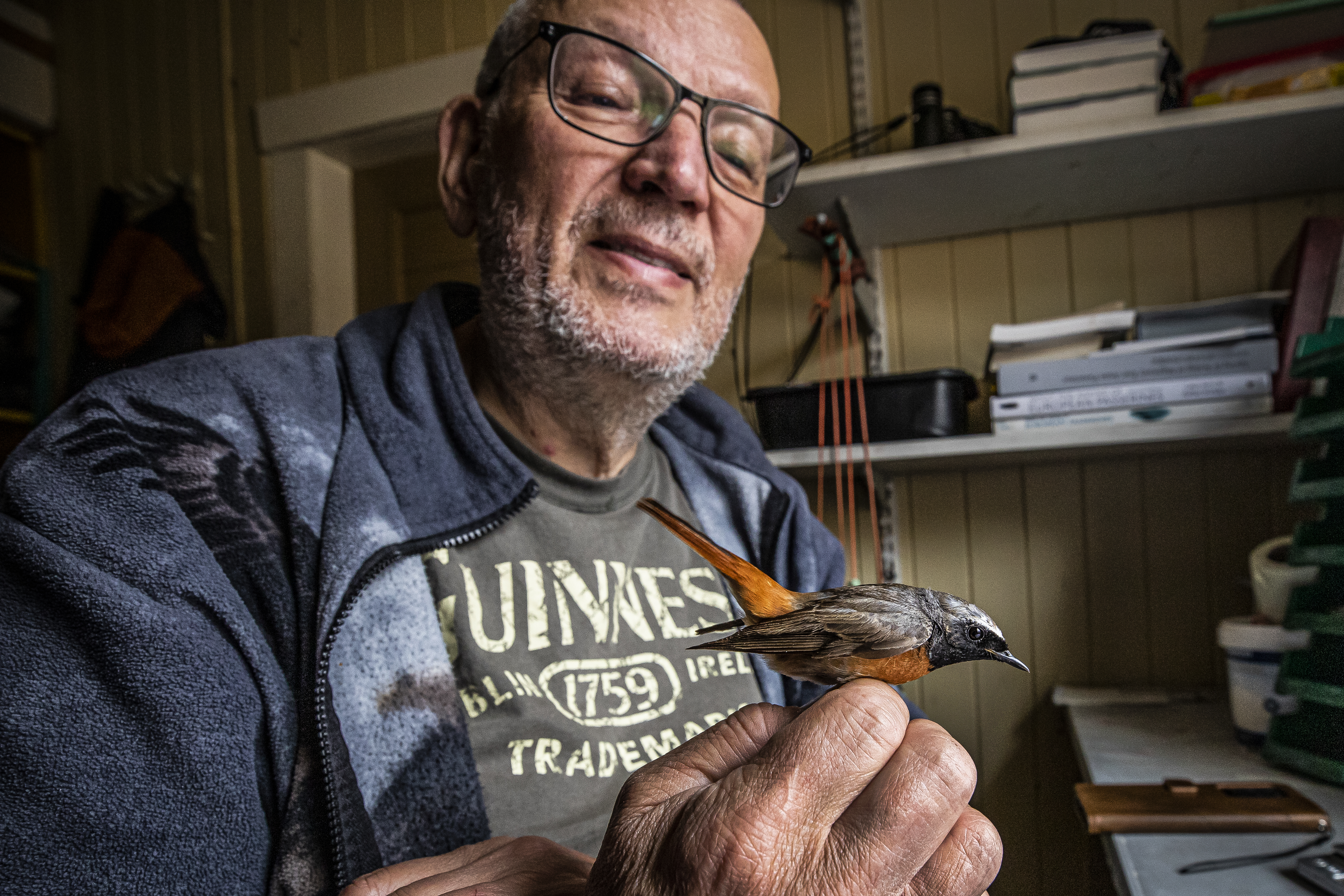 Mikä sirkuttaa Sylvian joululaulussa? Lintumiehen vastaus yllättää