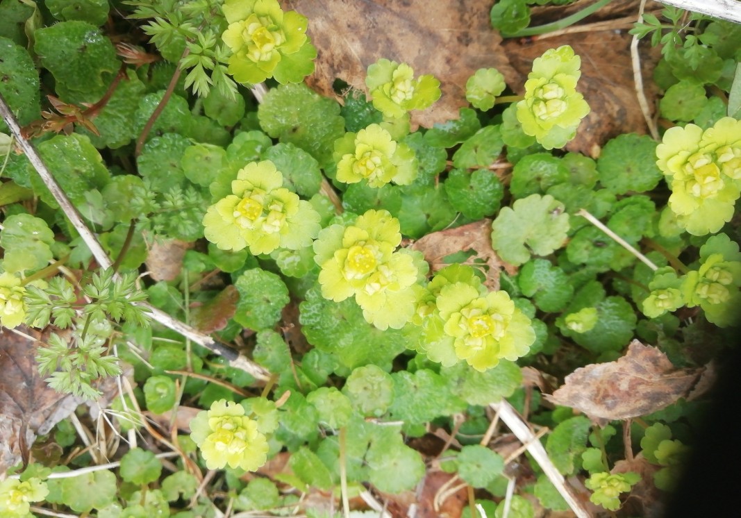 Kysy mitä vaan luonnosta – Kalevan ja Rantalakeuden luontoilta etsii vastaukset