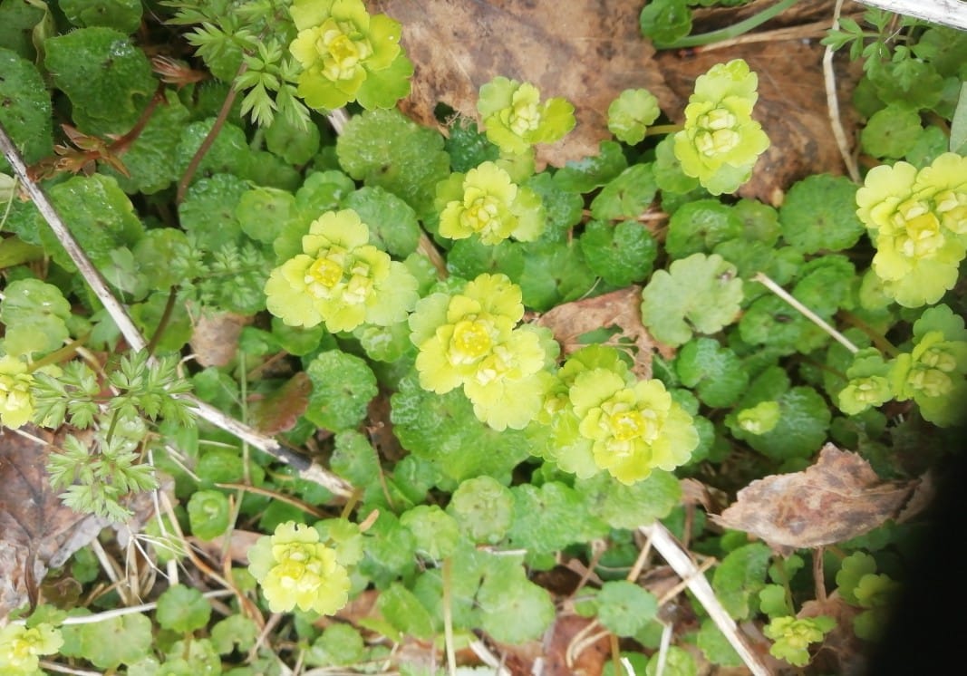 Kevätlinnunsilmä on Etelä-Suomessa luonnonkasvi, mutta Oulun seudulla puutarhakarkulainen.