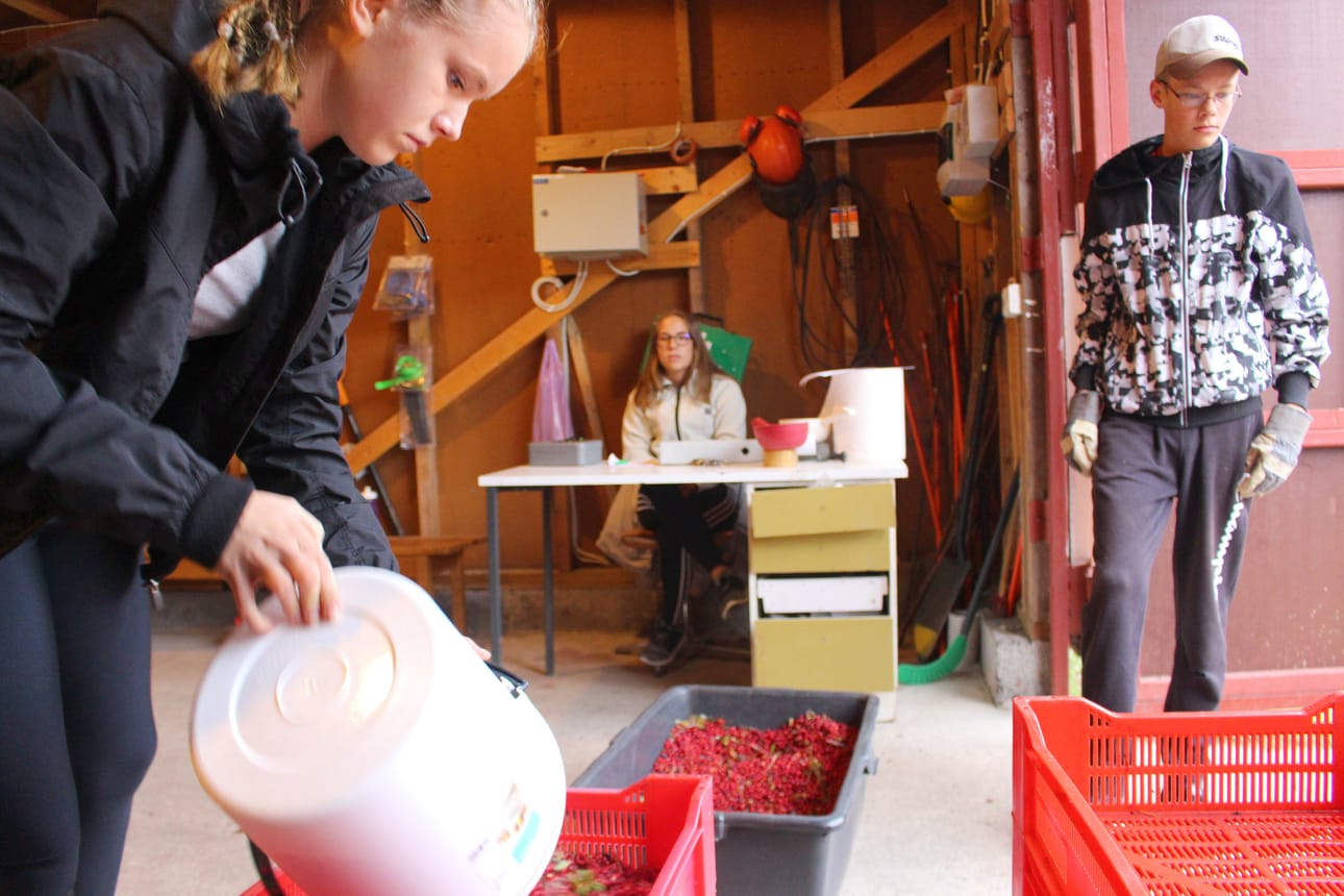 Siikalatvan 4H-yhdistys työllistää nuoria muun muassa puolukan ostossa. Kestilän marja-asema työllisti Elisa Myllyojan (edessä), Venla Nurmelan ja Samuel Nurmelan.