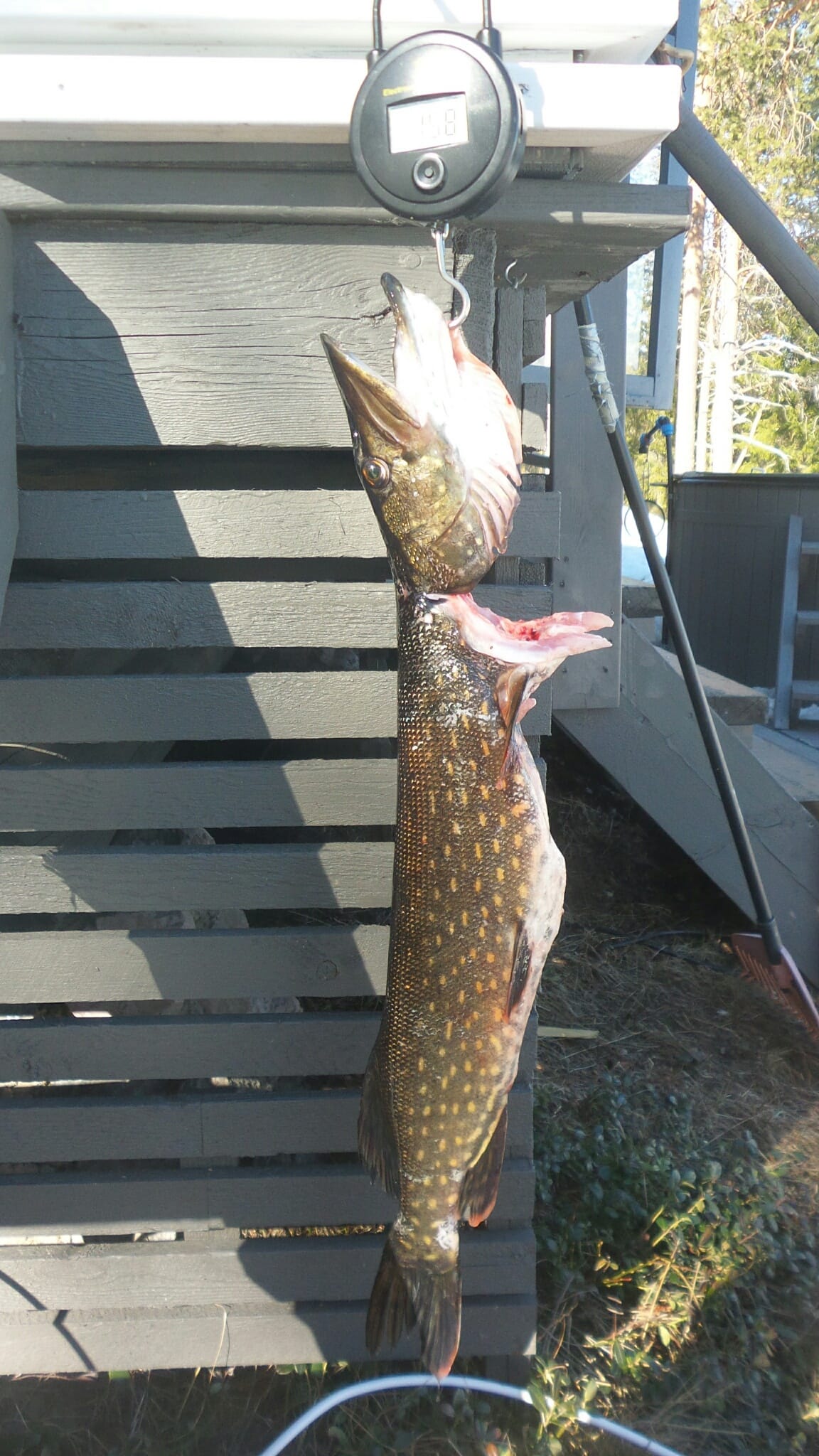 2.5 kg. Toukokuun 15: sta. Ylikitka. Jäätä noin 80 cm.