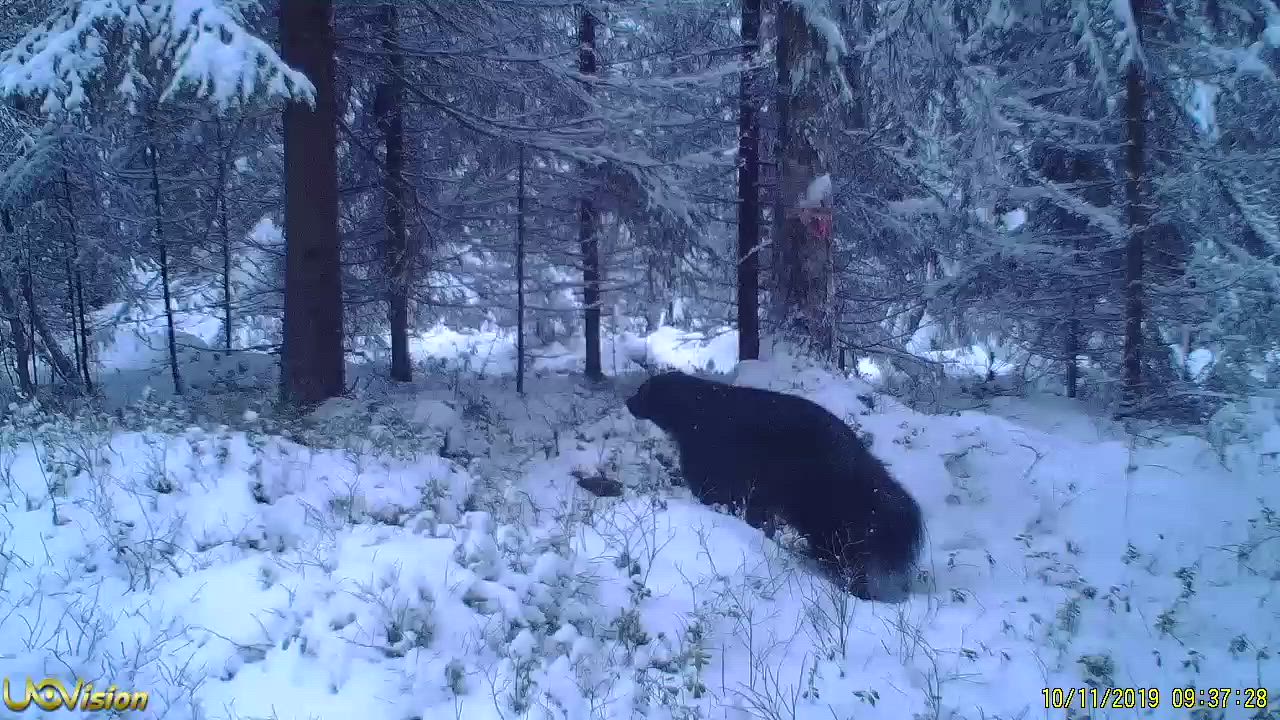 Ahma esittelyssä