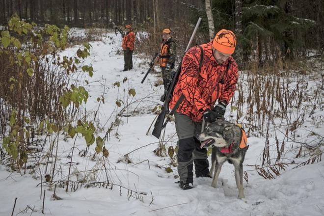 Hirvieläin ja suurpetojahdeissa sekä SRVA-työskentelyssä käytetään aina oranssia väriä vaatetuksessa. Janne Kangas päästää Amoksen etsimään hirveä. Pauli Mäensivu ja Asko Pulli (takana) hakeutuvat ennalta sovittuihin passipaikkoihin. KUVAT: ERJA PEKKALA