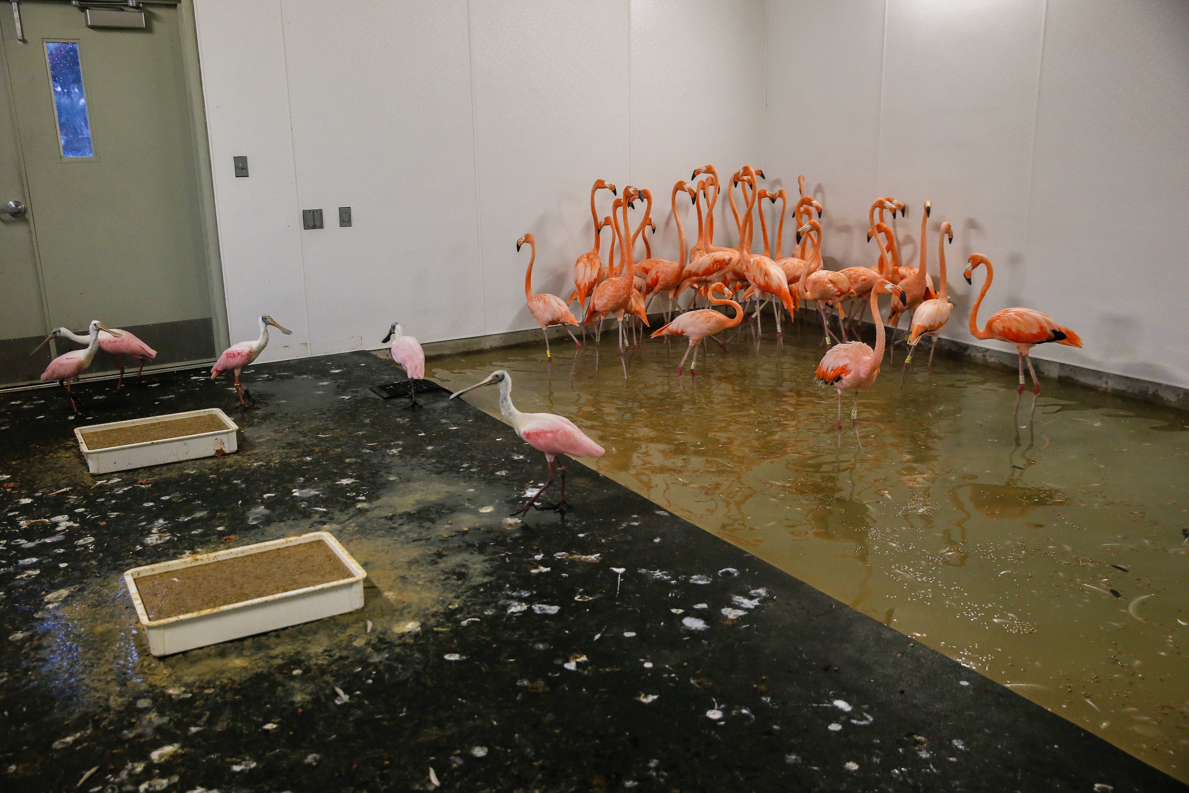 Flamingoja evakuoitiin miamilaisessa eläintarhassa sisätiloihin ennen hurrikaanin saapumista.
