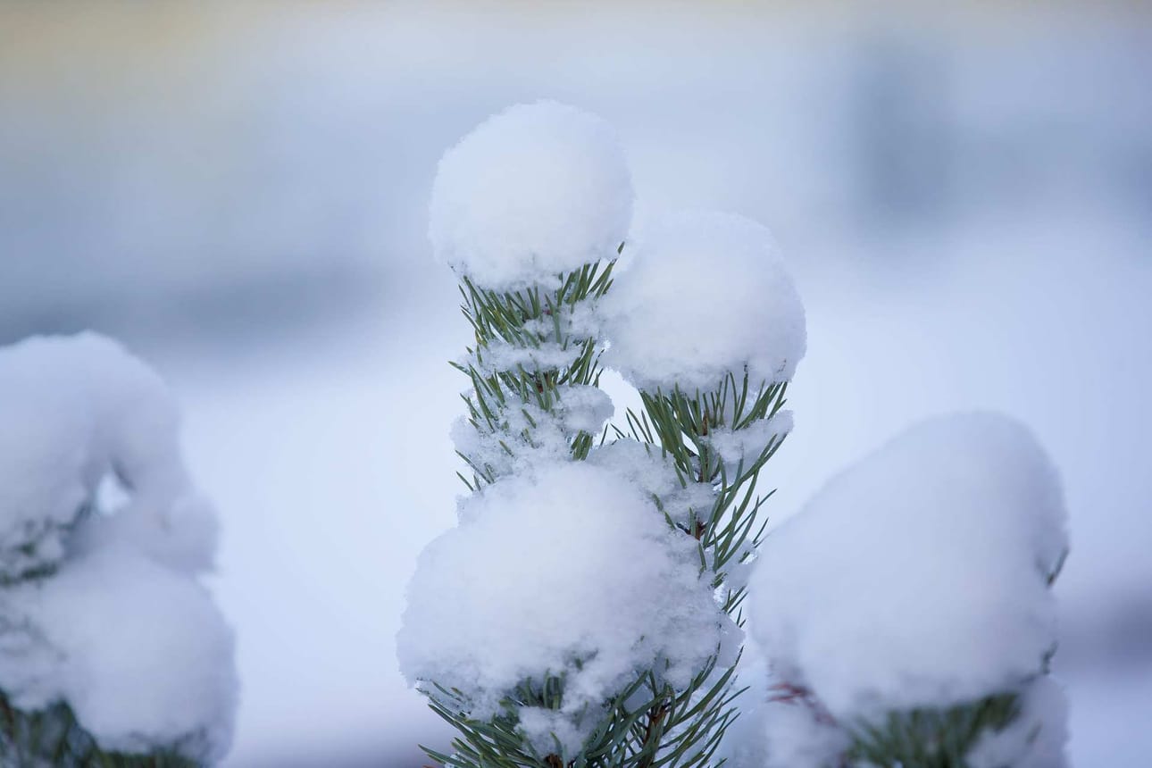 Lumi taivaalta leijui, poskelle suli, samasta pilvestä enkeli tuli ja olalle istui, korvaan kuiskas: Hyvää joulua! (värssypankki).