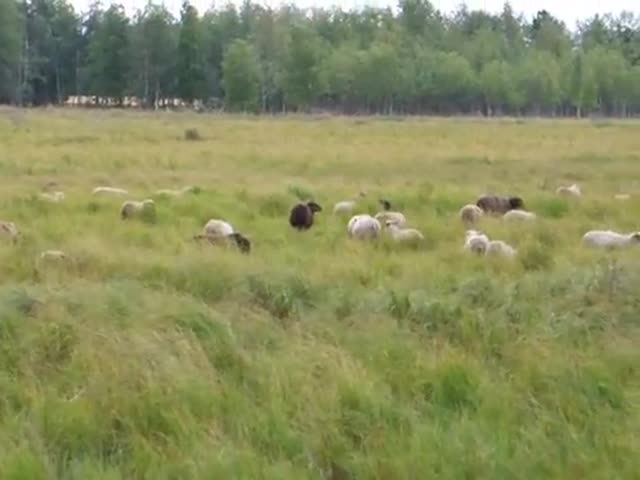 Lampaat niityllä