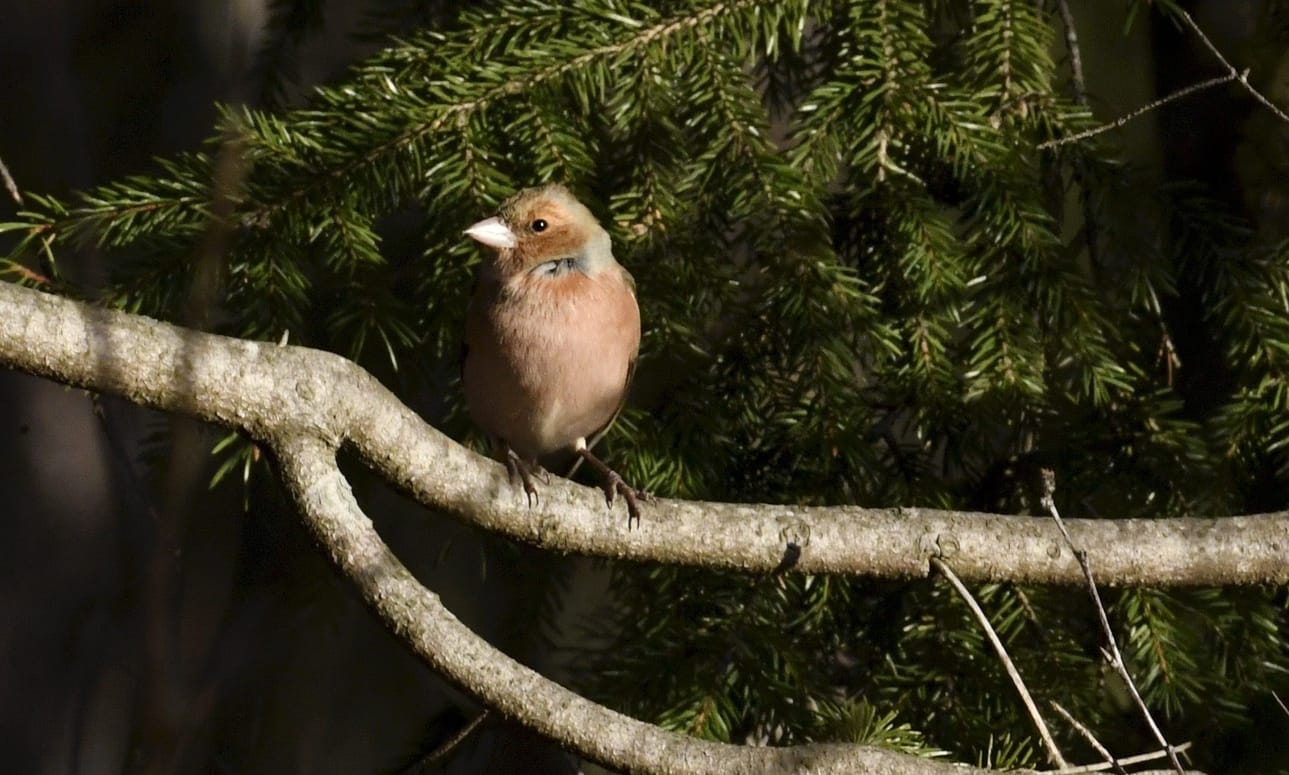 Linnuista kiinnostuneiden järjestö BirdLife järjestää tänä viikonloppuna Pihabongaus-lintutapahtuman. LEHTIKUVA / Heikki Saukkomaa