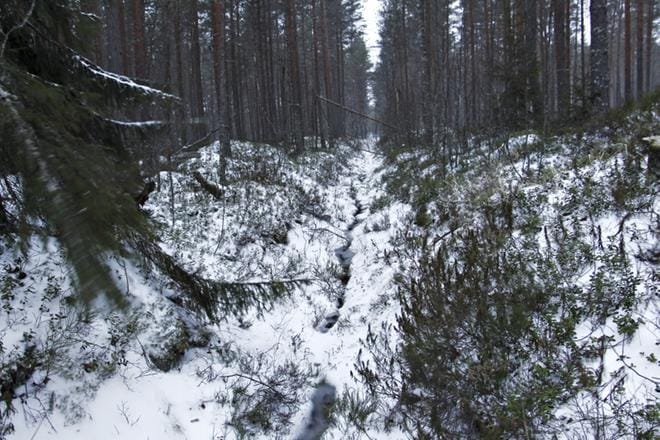 Tuore tutkimus osoittaa, että ojitusalueen ravinnehuuhtoumat lisääntyvät ojituksesta kuluneen ajan kasvaessa. Aiemmissa tutkimuksissa tulos on ollut päinvastainen: päästöt pienenivät. KUVA: ARTO TAKALAMPI