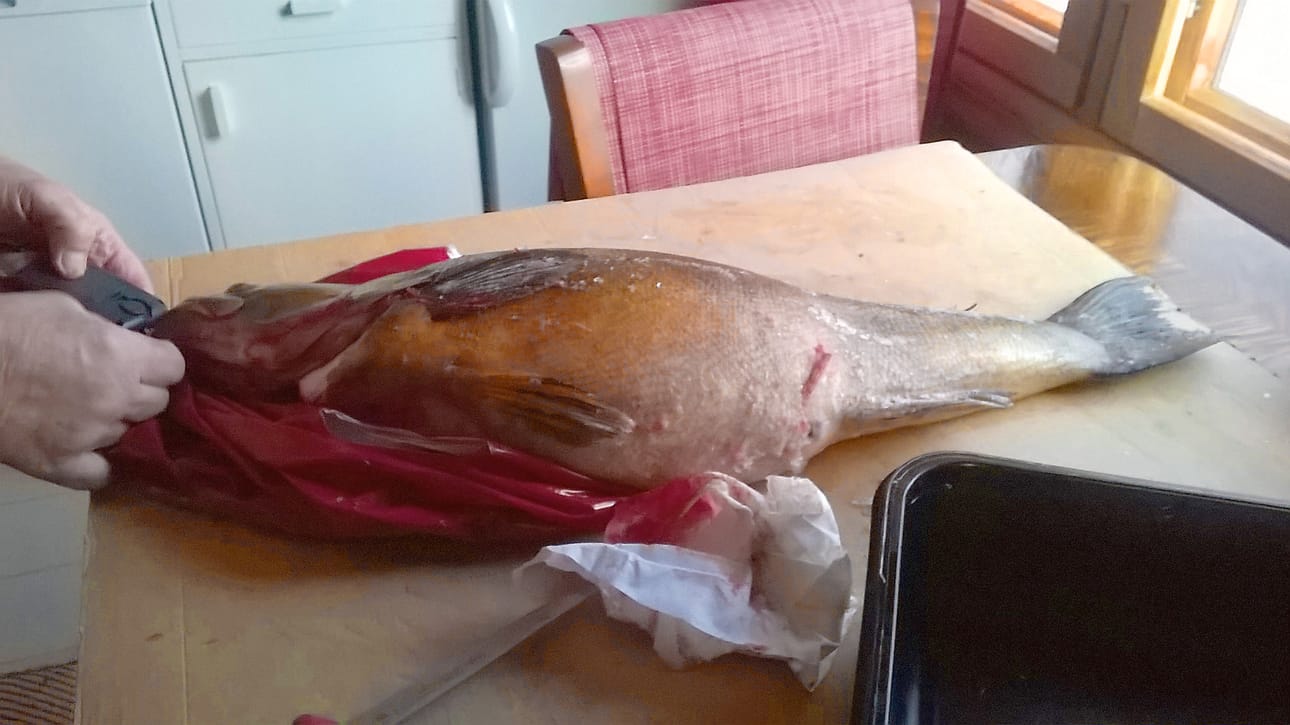 Pohjois-Suomen ennätyskuhalla oli painoa 10 kg ja pituutta 90 senttiä.