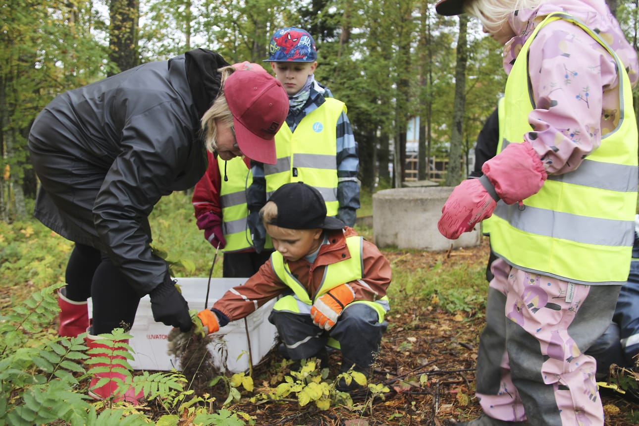 Jo ensimmäiset perunanvarsien nostamiset metsämaasta paljastivat, että siemenpotut ovat itäneet. Kärsämäen päiväkotilapset nostivat kasvattamiaan metsäperunoita innokkaasti.
