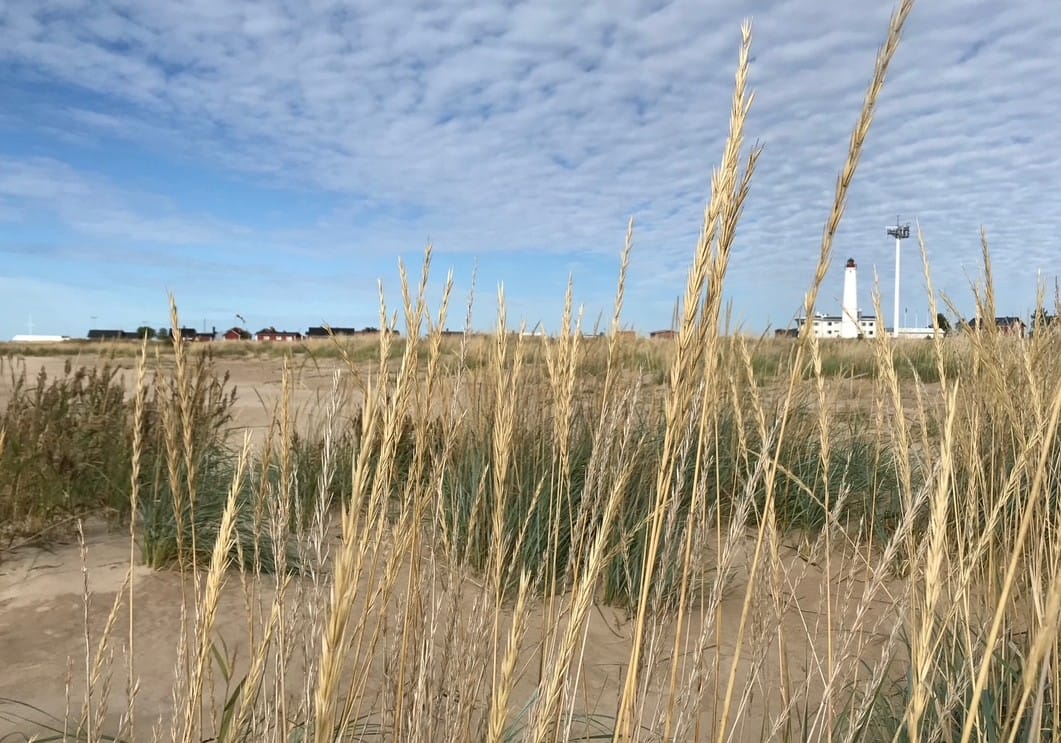 Hailuoto tunnetaan ainutlaatuisesta meriluonnostaan. Luontomatkailu tarjoaa paikkakunnalle uusia mahdollisuuksia, kun tieyhteys Perämeren suurimmalle saarelle avautuu.