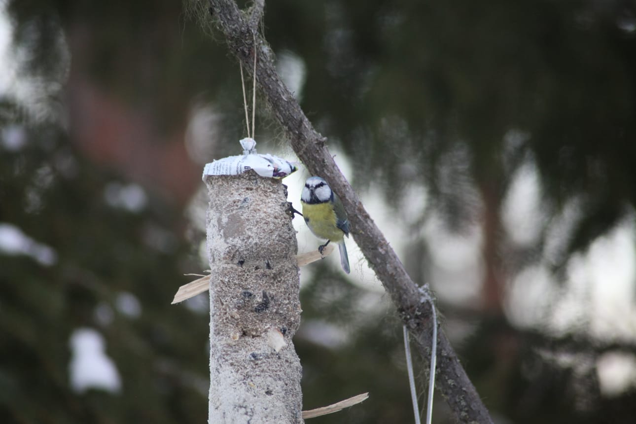Heimo Vähämetsä iloitsee eläinten seuraamisesta.