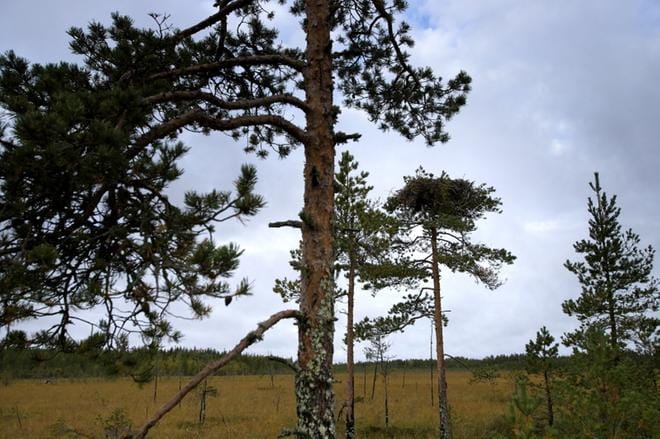 Lampakannevalla pesii muun muassa kalasääski. KUVA: JARI E. HAKALA