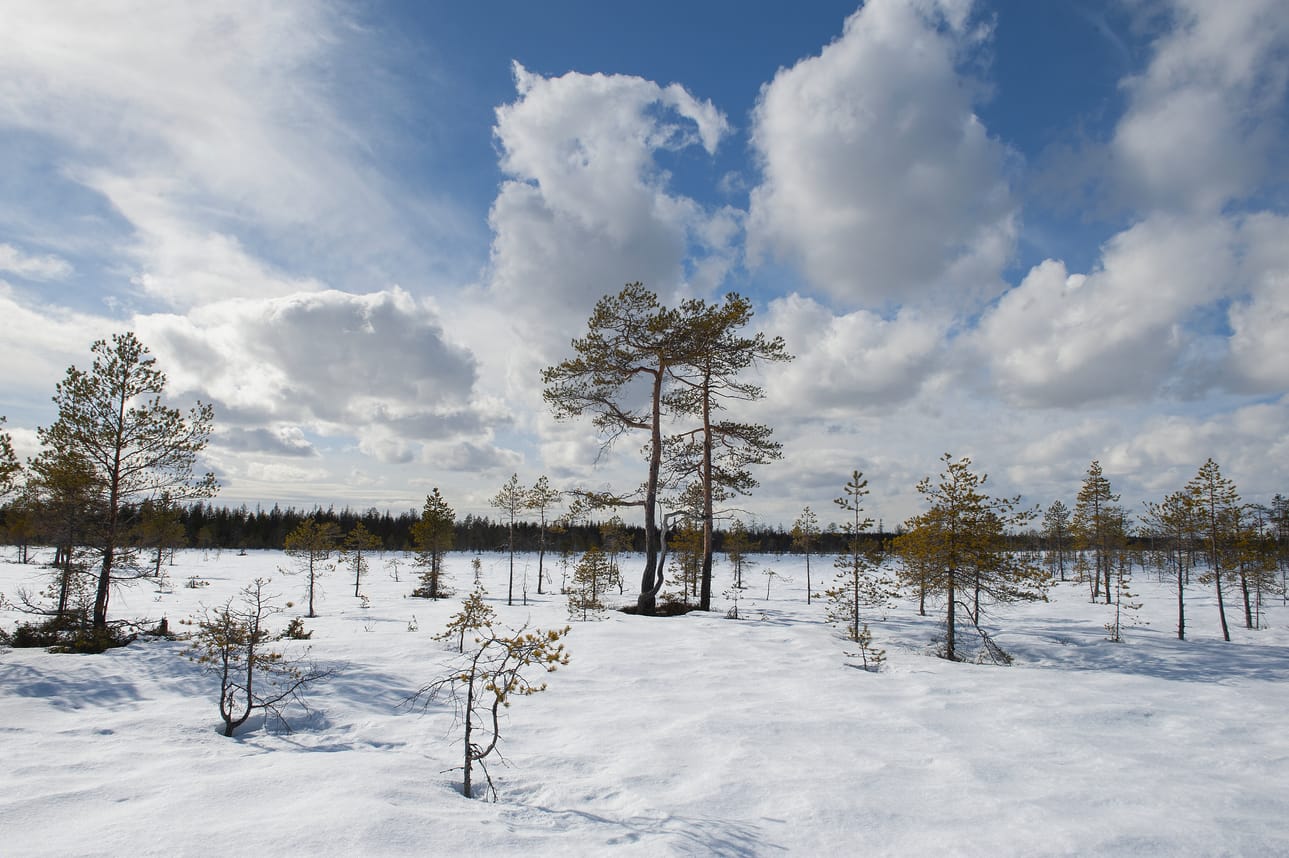 Suurin osa Sukerijärven luonnonpuiston pinta-alasta on suota.