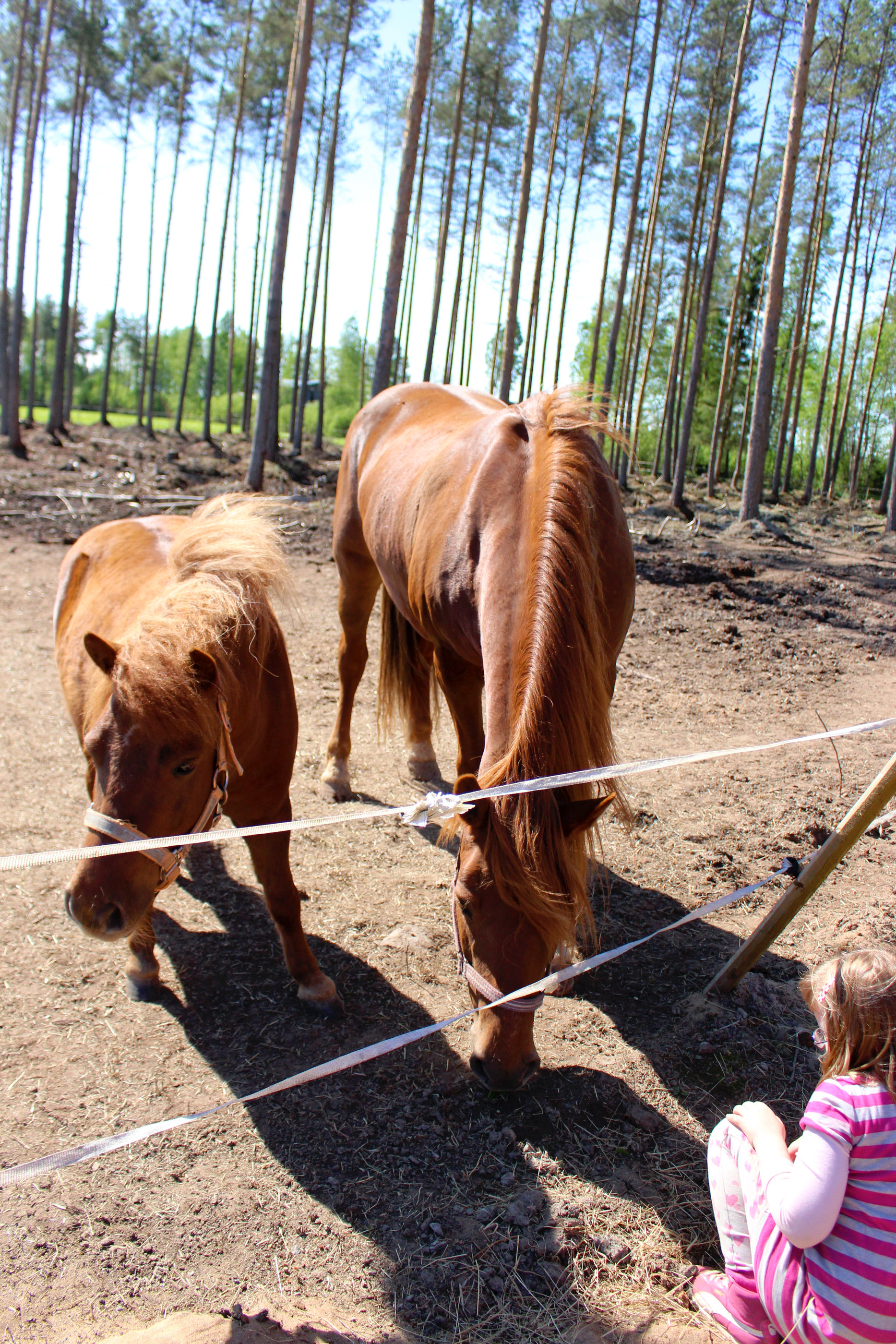 Maatilamatkailutilalla on perheen Usva-poni ja Piska-hevonen, joita matkailijat voivat käydä rapsuttelemassa. Hevosia jututtamassa Eveliina Rosenberg.