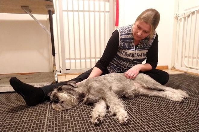 Vimpeliläinen yrittäjä Heidi Hannila käsittelee koiria lattialla istuen. Kuvassa mallina hänen pippuri&suola snautserinsa Kerttu. KUVA: MIIANELLA HERRALA