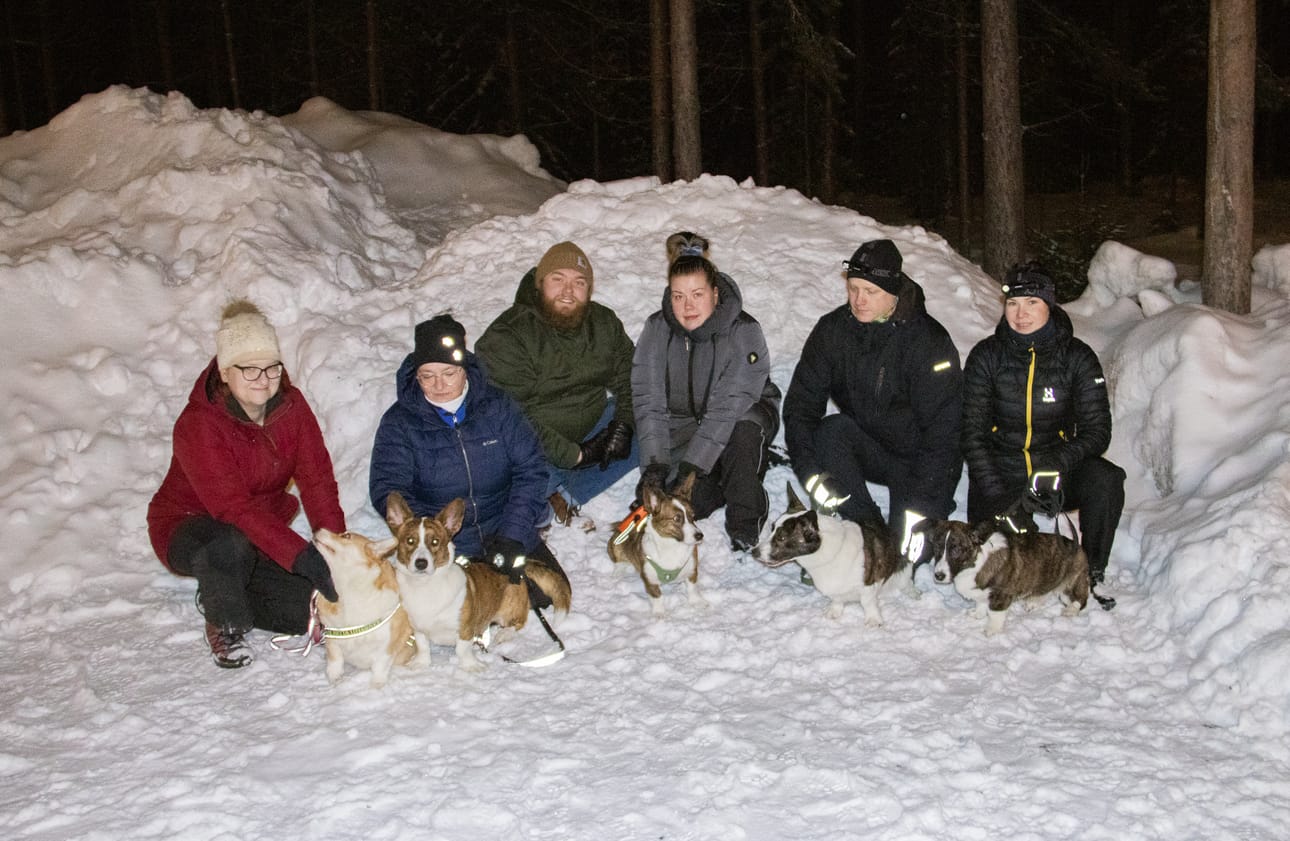 Kempeleläisiä corgiharrastajia. Vasemmalta Katja Erkoma Vaudin kanssa, Tarja Mikkola ja Herkko, Anette Eksymä ja Valtteri Hepola Lystin kanssa sekä Tiina Pelkonen ja Jaakko Juvani Hillan ja Helkan kanssa.