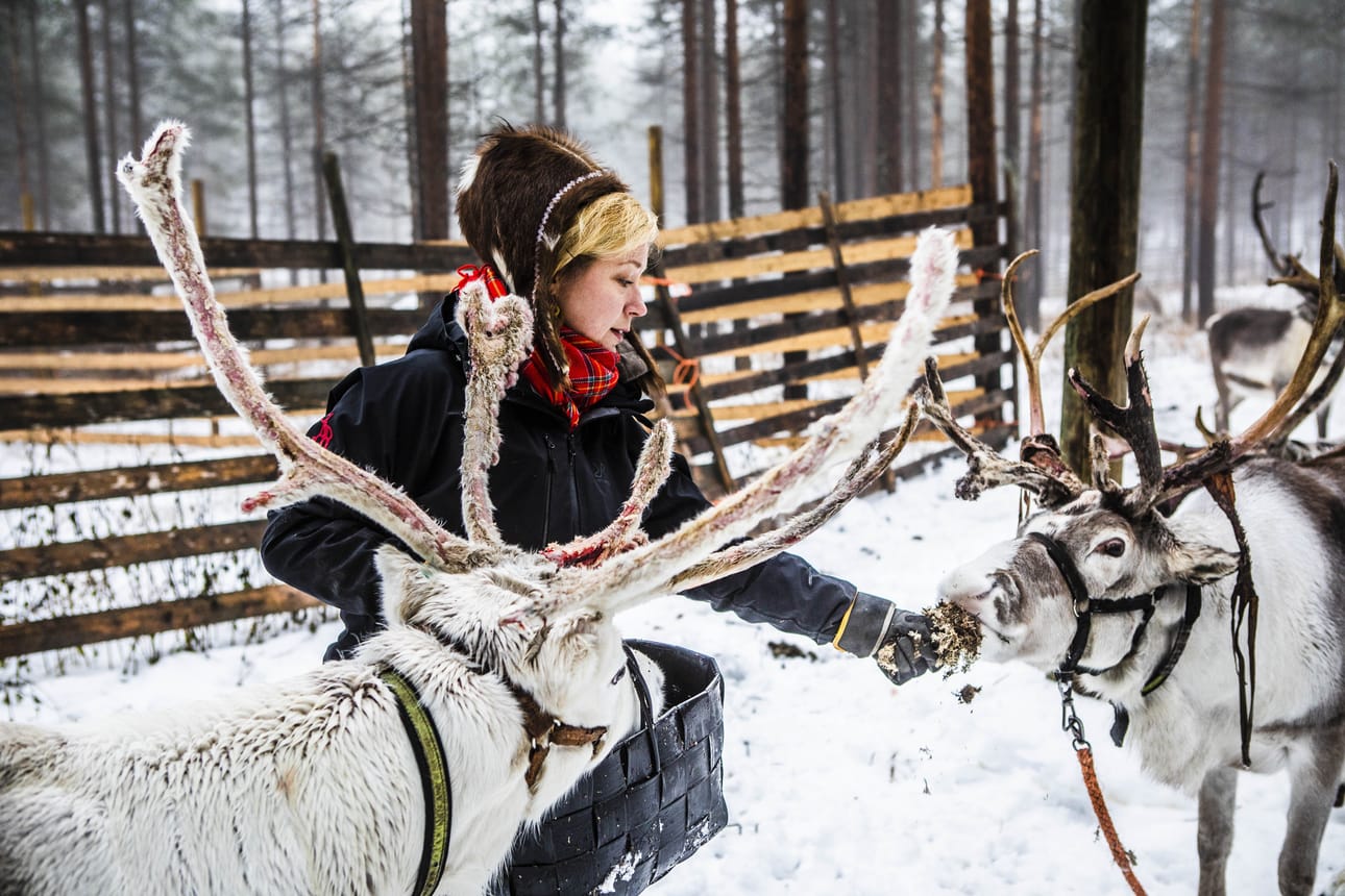 Poro on tuonut suvuillemme ruoan ja vaatetuksen sekä toiminut kuormajuhtana vetäen rekiä, kertoo poromies ja poromatkailuyrittäjä Miia Ylinampa.