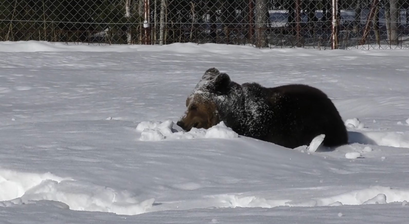Juuso-karhu kömpi talviunilta
