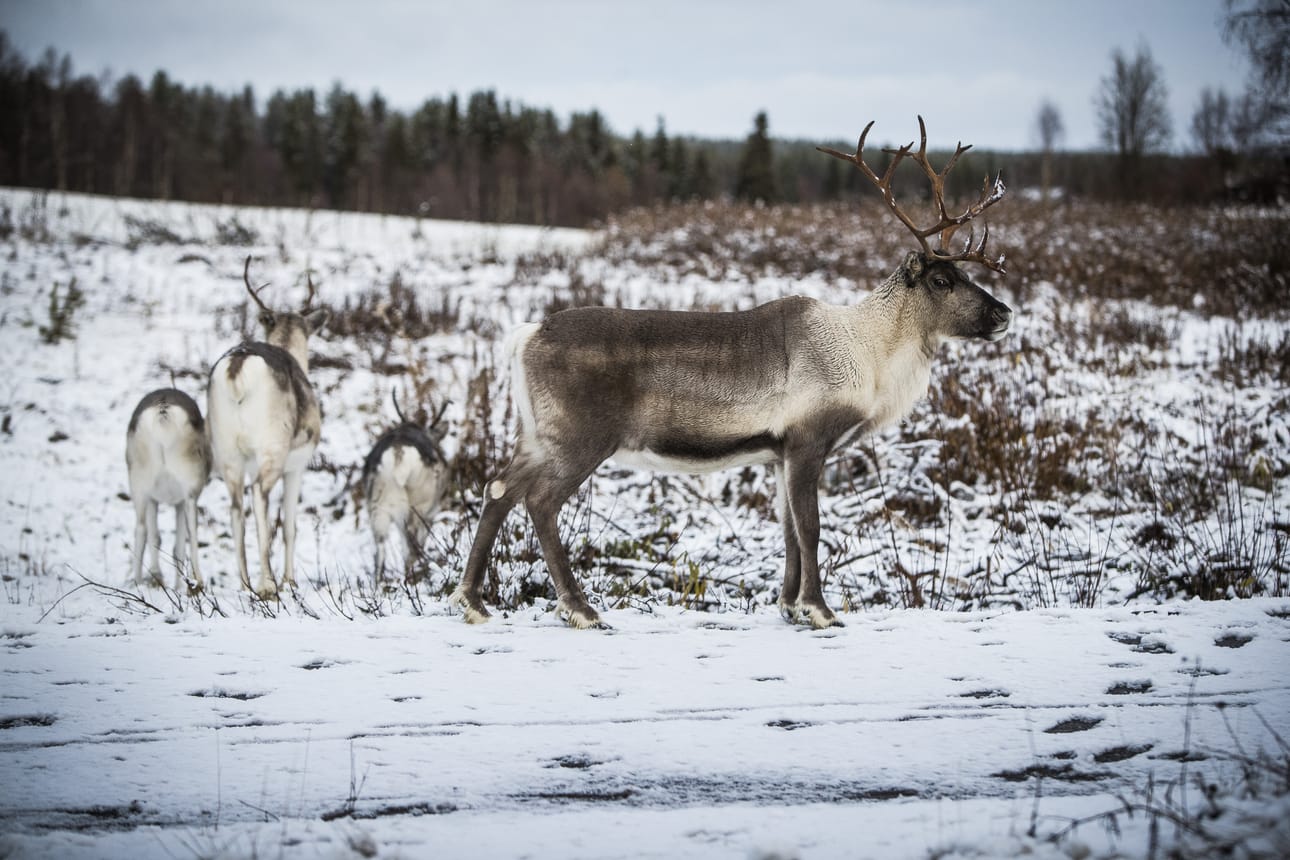 Useita poroja on viime päivinä pudonnut jäihin Kuusamossa. Kuva on kuvituskuva, eivätkä kuvan porot liity tapauksiin.
