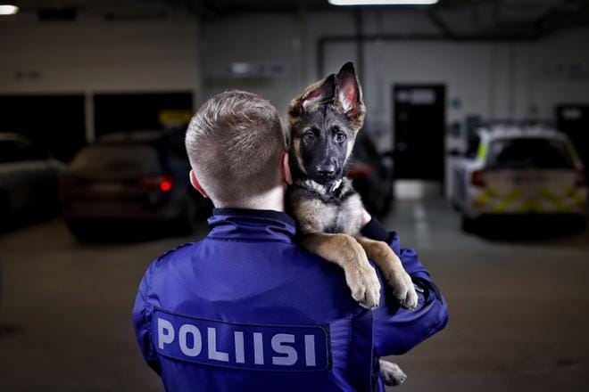 10-viikkoin saksanpaimenkoira Vainu on Pohjanmaan poliisin tuorein poliisikoiravahvistus. Seinäjoen poliisiasemalla työskentelevän Vainun kuonon toivotaan paljastavan tulevaisuudessa muun muassa huumekätköjä. KUVAT: TOMI KOSONEN