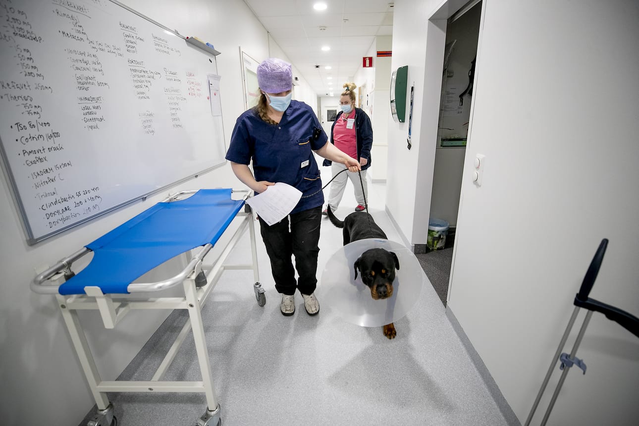 Klinikkaeläinhoitaja Merle Lang taluttaa rottweiler Ricon omistajan luo. Ricon polvi oli vääntynyt ja se leikattiin Seinäjoella. Kuvassa taustalla asiakaspalvelija Sanna Kallio.