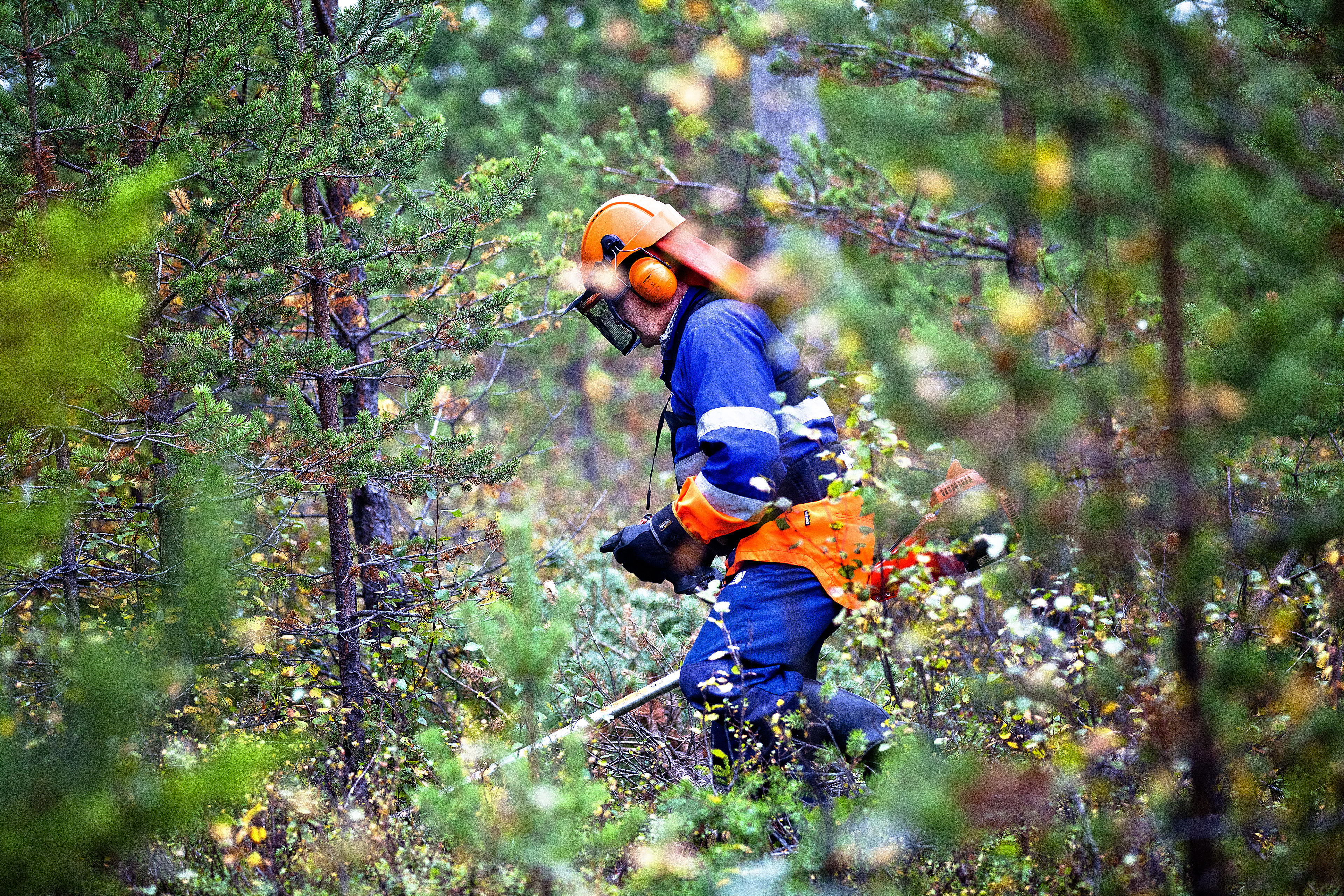 Oikea-aikainen metsänhoito on tärkeää
